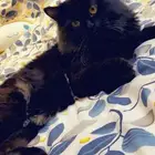 ذكر لتبني عمره سنه أليف جدا وارجو مخافة الله فيه