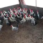 للبيع دجاج فيومي