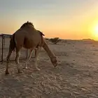 الأبل ناقه لقحه كفو