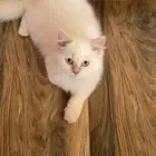 قطط لتبني