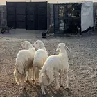 طليان حرية طيبه نظيفه