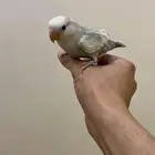 روز اليف يطلع على اليد