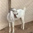 جفار جذعات للبيع