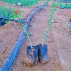 طلح نجدي واثل بلدي للبيع جمله