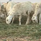 حريات جذعات دفيع حرش العدد خمسين غنم نظيفه امراح