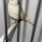 للبيع 3 ذكور كناري فانسي