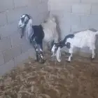 عنز مع ابنتها للبيع بالمدينة المنورة