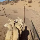 طليان و رخال حريه