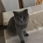 قط سكوتش ستريت