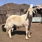 خروف صنف