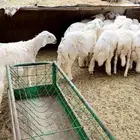 طليان حريه