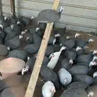 دجاج حبشي