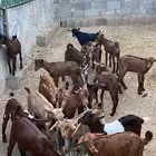 For Sale 12 Male Goats