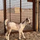 جفره