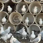 حمام حب رمان 20جوز رقم الجوال