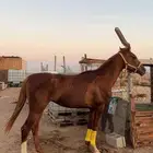 حصان شعبي