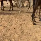 للبيع قعود اوضح بتا