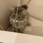 قطة انثى تطلب التزاوج مجانا