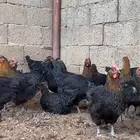 دجاج تركي اسود