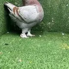 جوز مودينا كنق