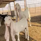 عنز حجازيه فاخره متبع ب تيس