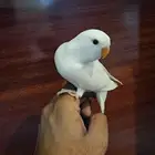 parrot