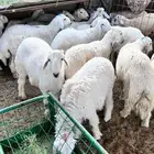 طليان حري