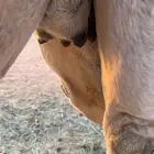 لقحه ثنيه شقحاء