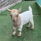 ماعز قزم ذكر مواليد