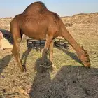 ناقه حمرا دم