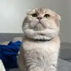 فندقة سكوتش فولد مستوى قوي جدا