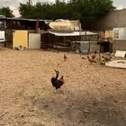 اديكه للبيع