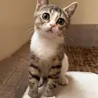 قطط لتبني