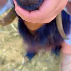 عنز تحتها 2 تيوس
