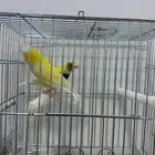 جوز قولند فنش