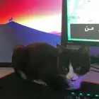 قطتين اناث للتبني