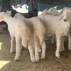 بهم