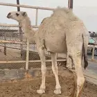 قعود مفرود طيب للقصب