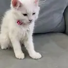 قطه