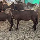 بهم سواكني حمري تربيه