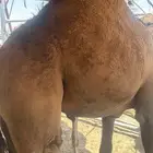 قعود كفوو
