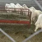 غنم طليان للبيع 9