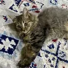 قطط