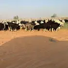 غنم نجد