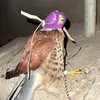 سلام عليكم يوجد شبوط للبيع