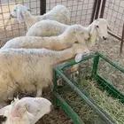 طليان حريه