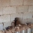 محايل عسير الكسر