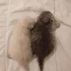 قط انثى ذكر هملايا بيور للبيع