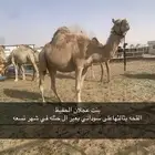ناقتين كفو هجن