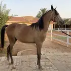 مهر شعبي